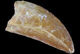 Serrated, Carcharodontosaurus Tooth - Beautiful Enamel #85787-1